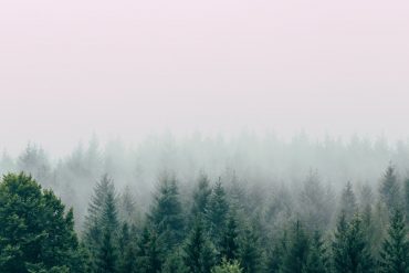 שינריו יוקו רחצת יער תרפית יער הקפסולה hacapsula 2019